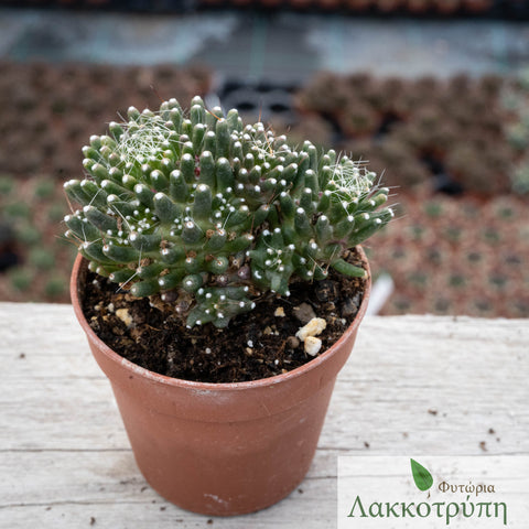 Mammillaria painteri monstruosa