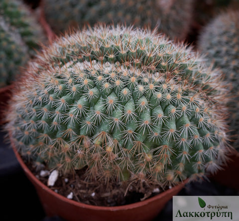 Mammillaria spinosissima rubrispina cristata