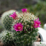 Mammillaria bella