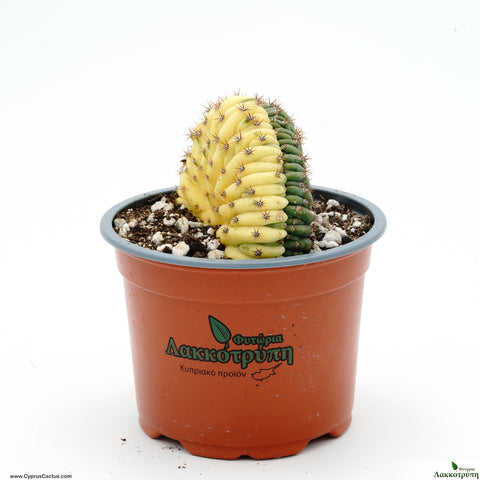 Trichocereus pachanoi cristate  variegated ( San pedro )