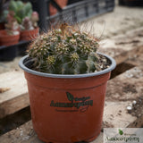 Neoporteria sp.