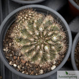 Neoporteria sp.