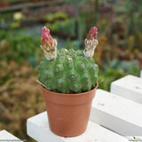 Neoporteria napina