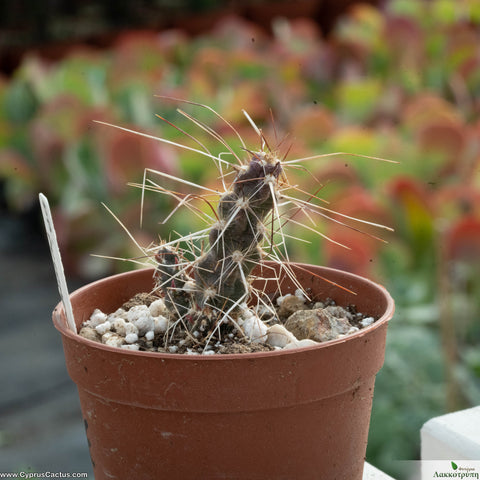 Opuntia pulchella