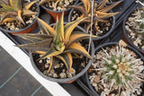 Haworthia limifolia variegated