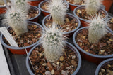 Echinocereus viridiflorus v. canus Solitario Presidio