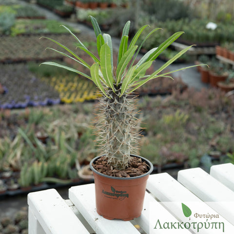 Pachypodium lamerei