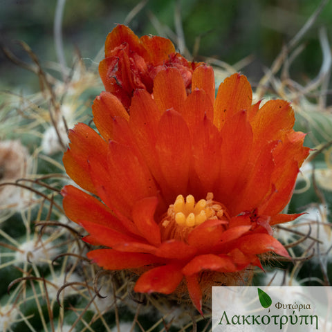 Parodia mairanana
