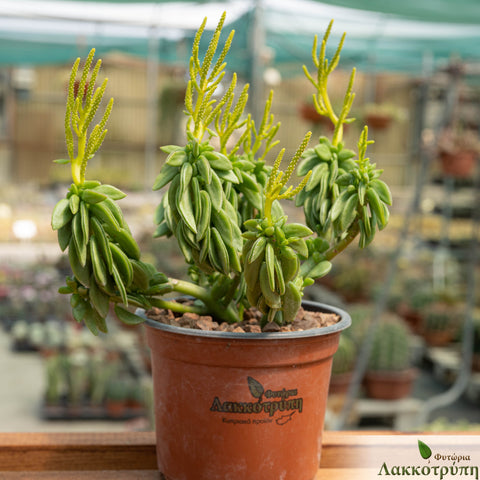 Peperomia axillaris