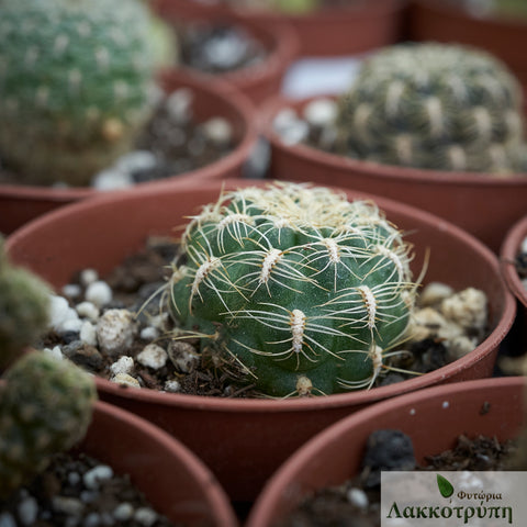 Rebutia canigueralii crispata