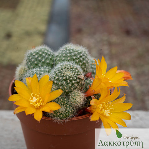 Rebutia fabrisii