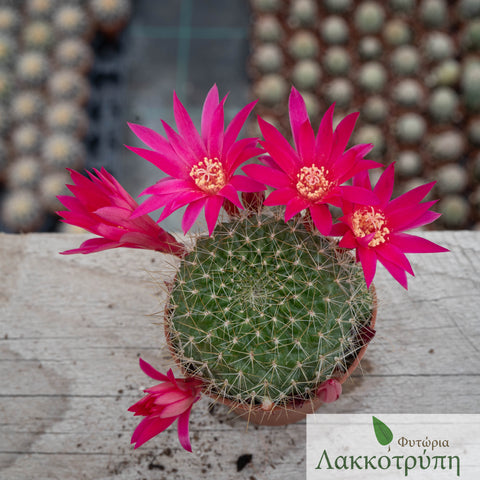 Rebutia perplexa
