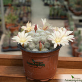 Rebutia albiflora