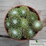 Sempervivum sp