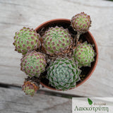 Sempervivum sp