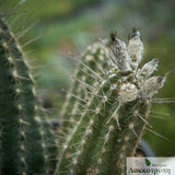 Setiechinopsis mirabilis