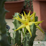Orbea lutea