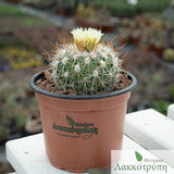 Stenocactus albatus