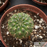 Sulcorebutia menesesii kamiensis