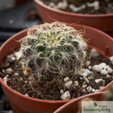 Sulcorebutia patriciae