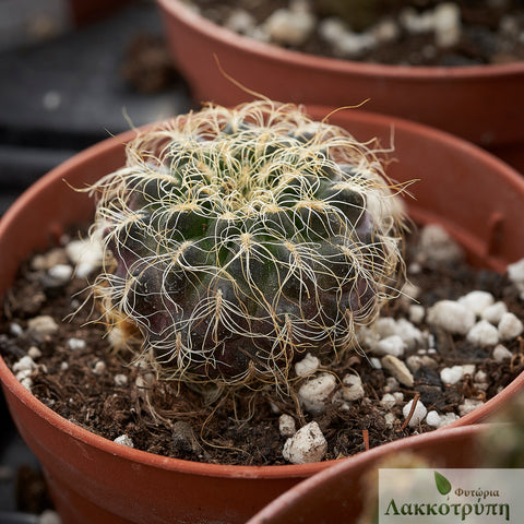 Sulcorebutia patriciae