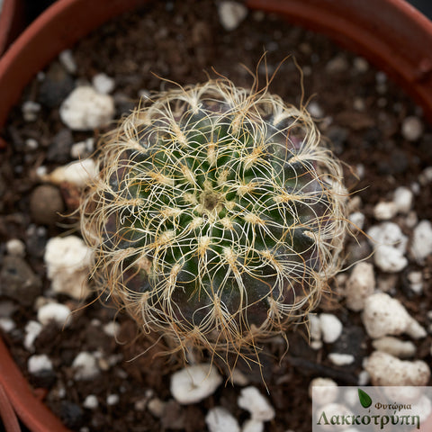 Sulcorebutia patriciae
