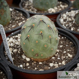 Tephrocactus geometricus