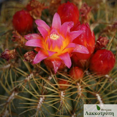 Oroya peruviana