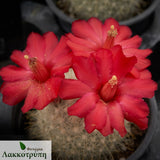Mammillaria senilis