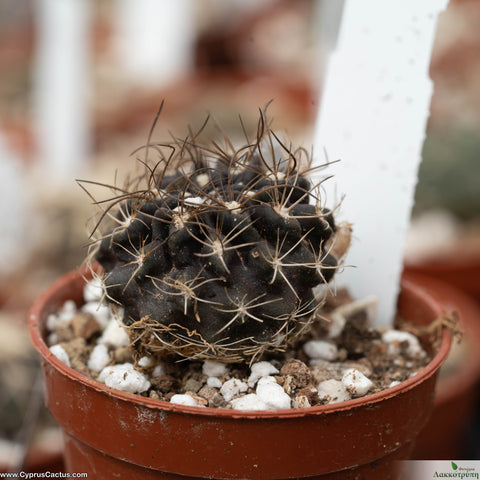 Neochilenia taltalensis