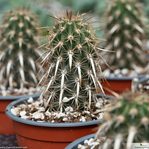Stenocereus eruca