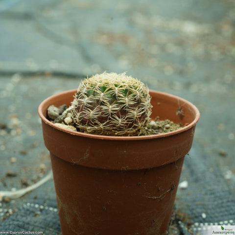 Sulcorebutia albida robustior